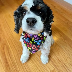 Dog Bandana